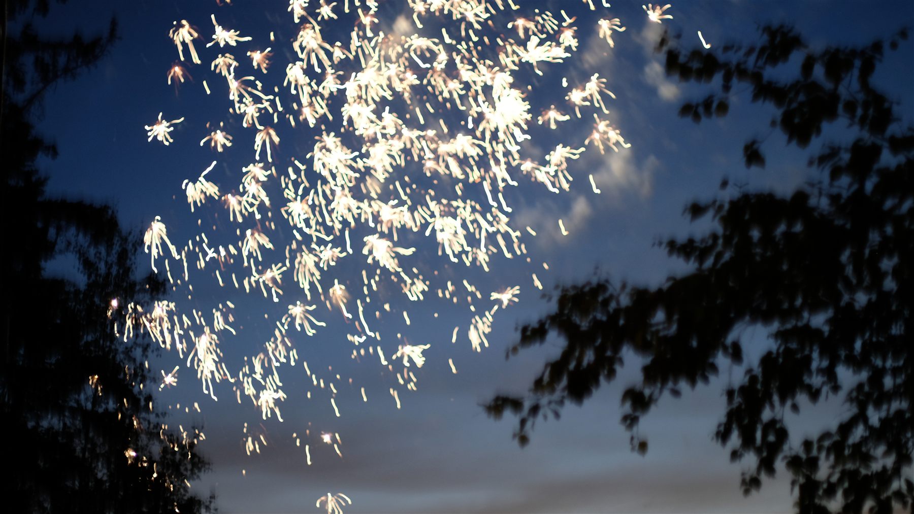 Fireworks bursting over trees