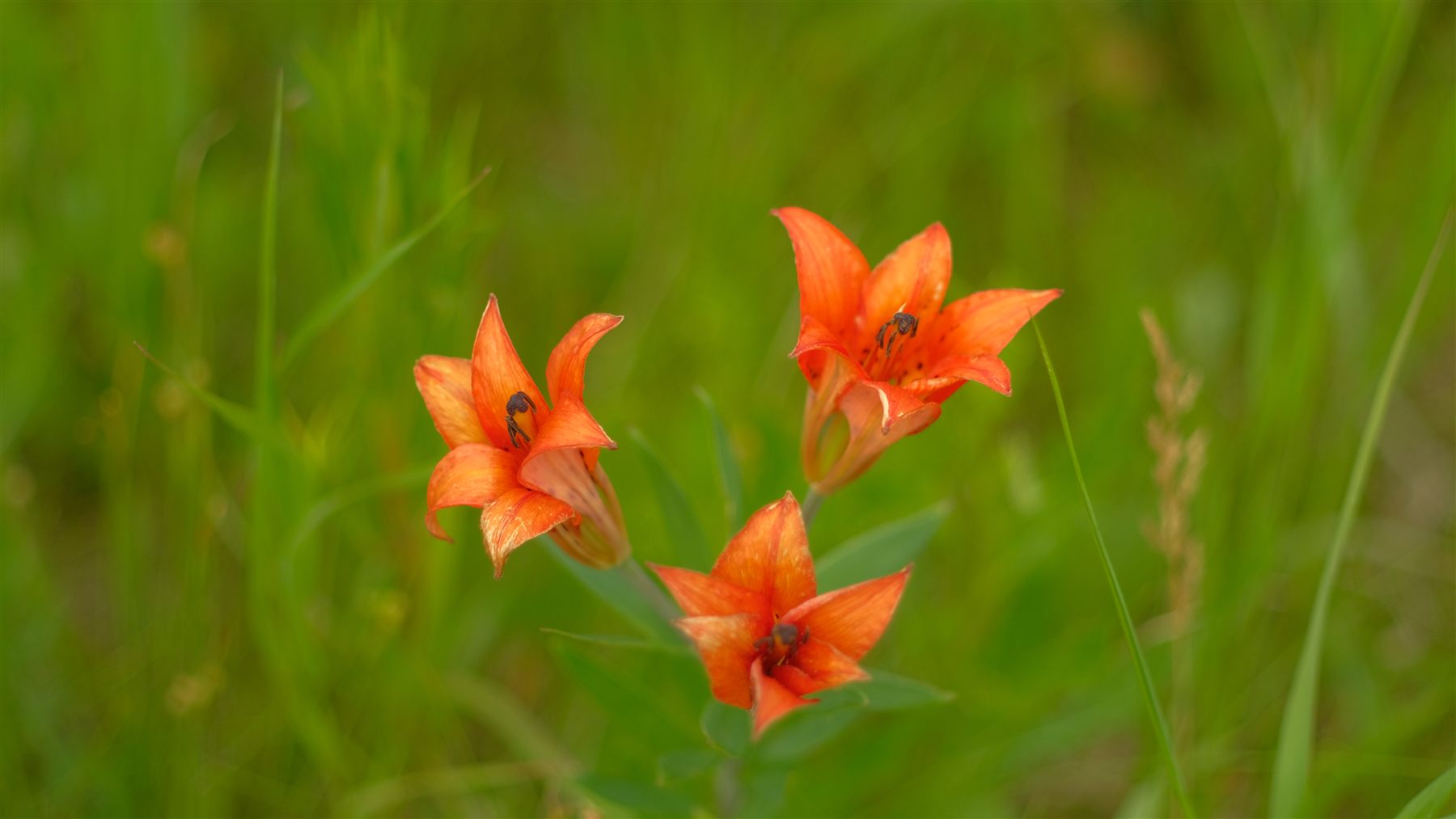 Three orange lilies in tall grass