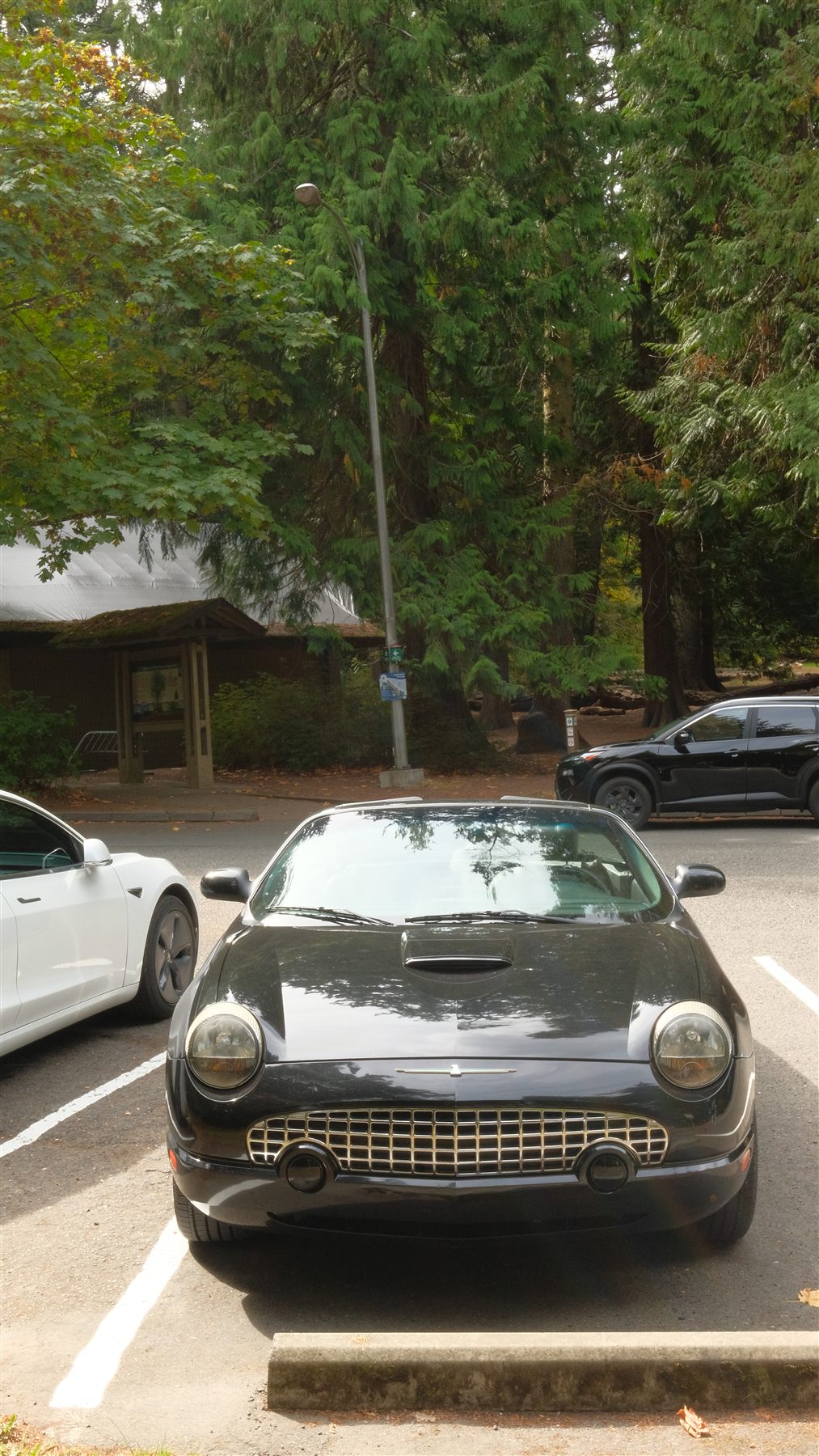 A black Ford Thunderbird in a parking lot