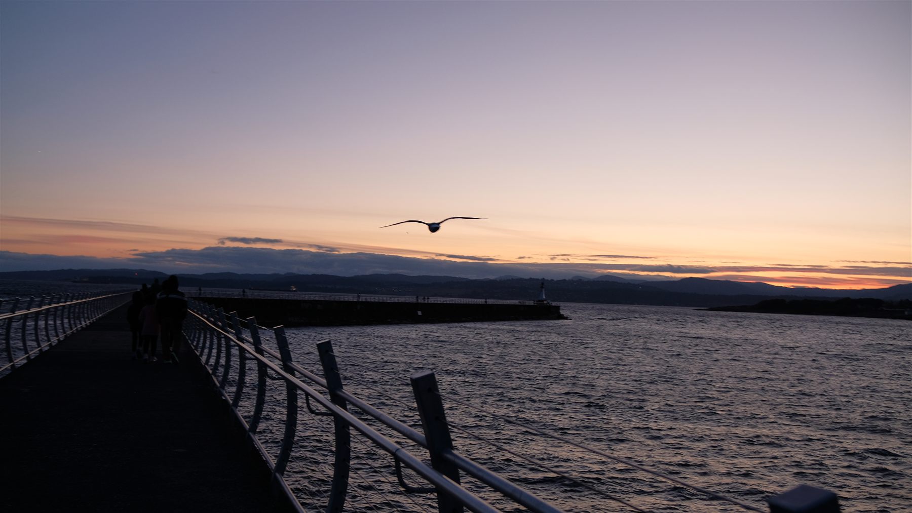 A gull flying over a pier at dusk