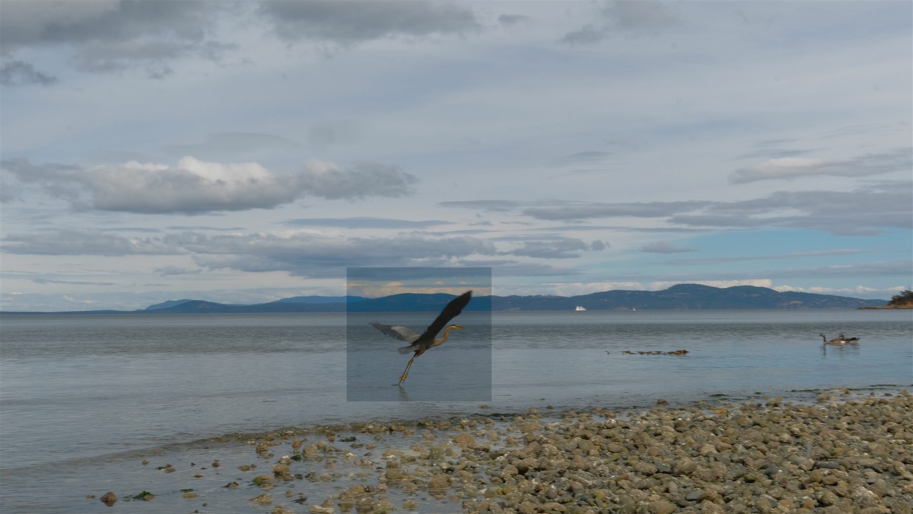 A great blue heron taking off from the shallows