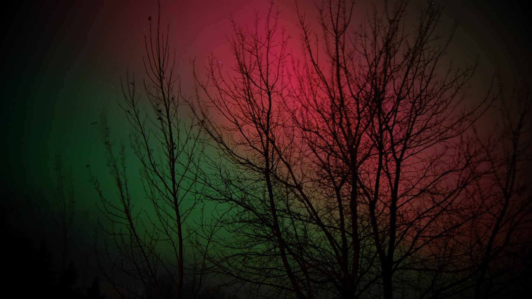 Red and green northern lights glowing through bare tree branches