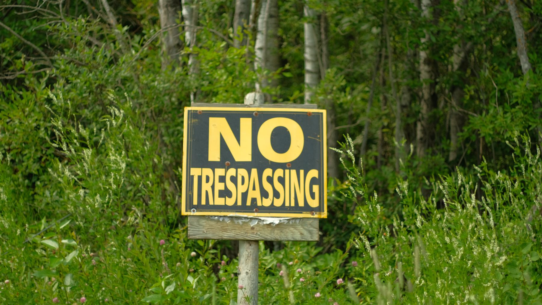 A no trespassing sign in tall grass