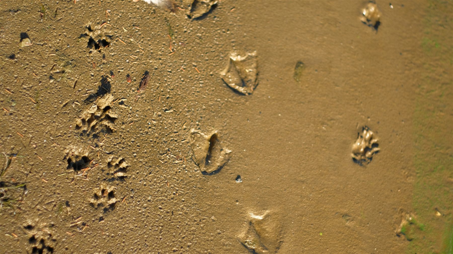 Animal tracks in wet sand