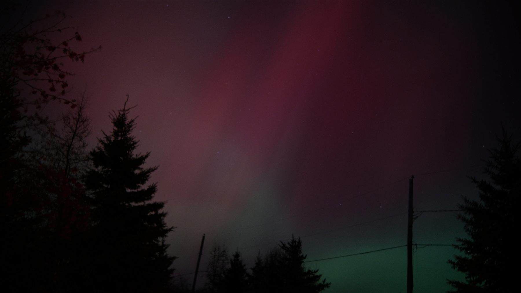Aurora above dark pine trees