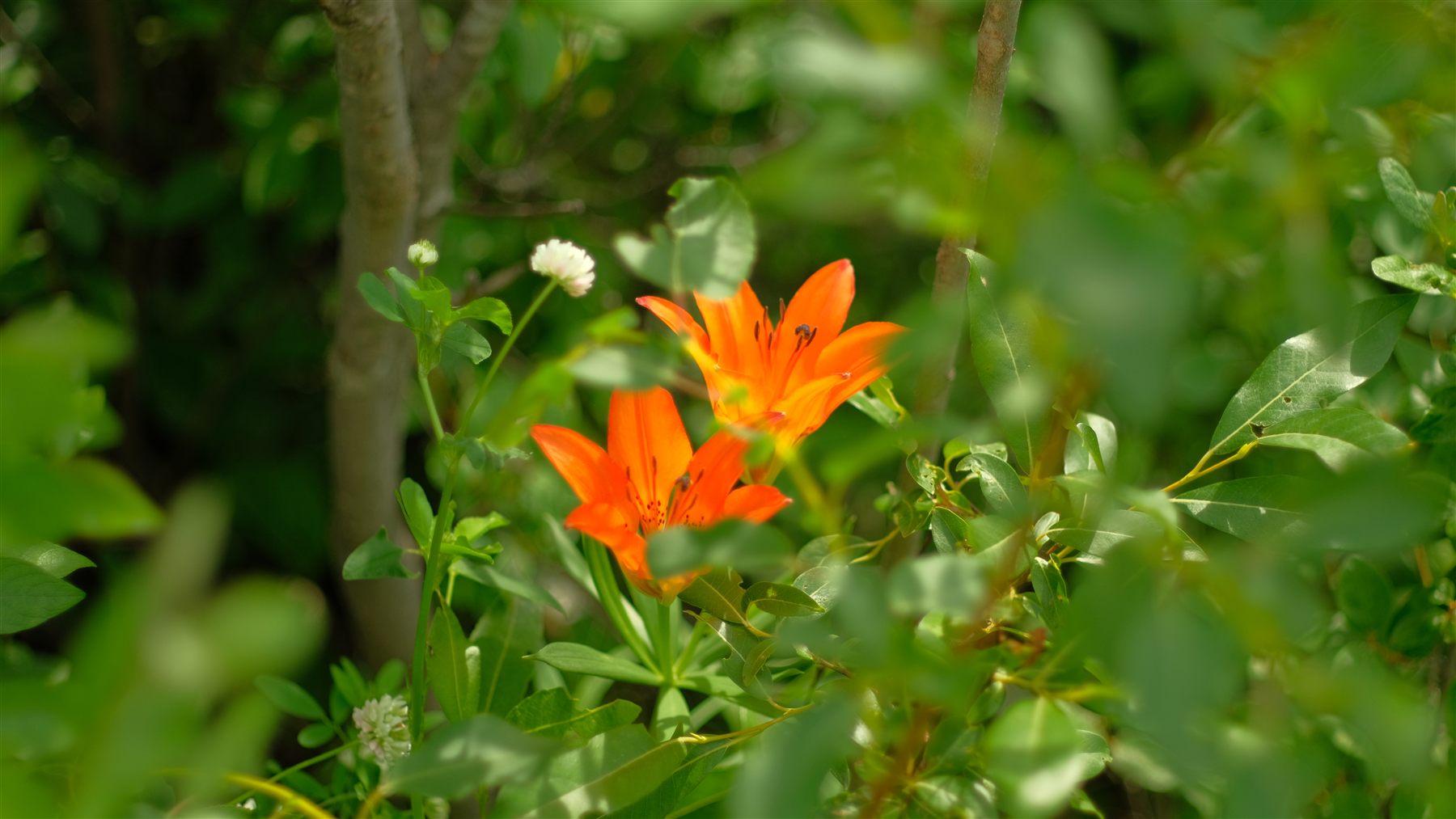 An orange lily among leaves