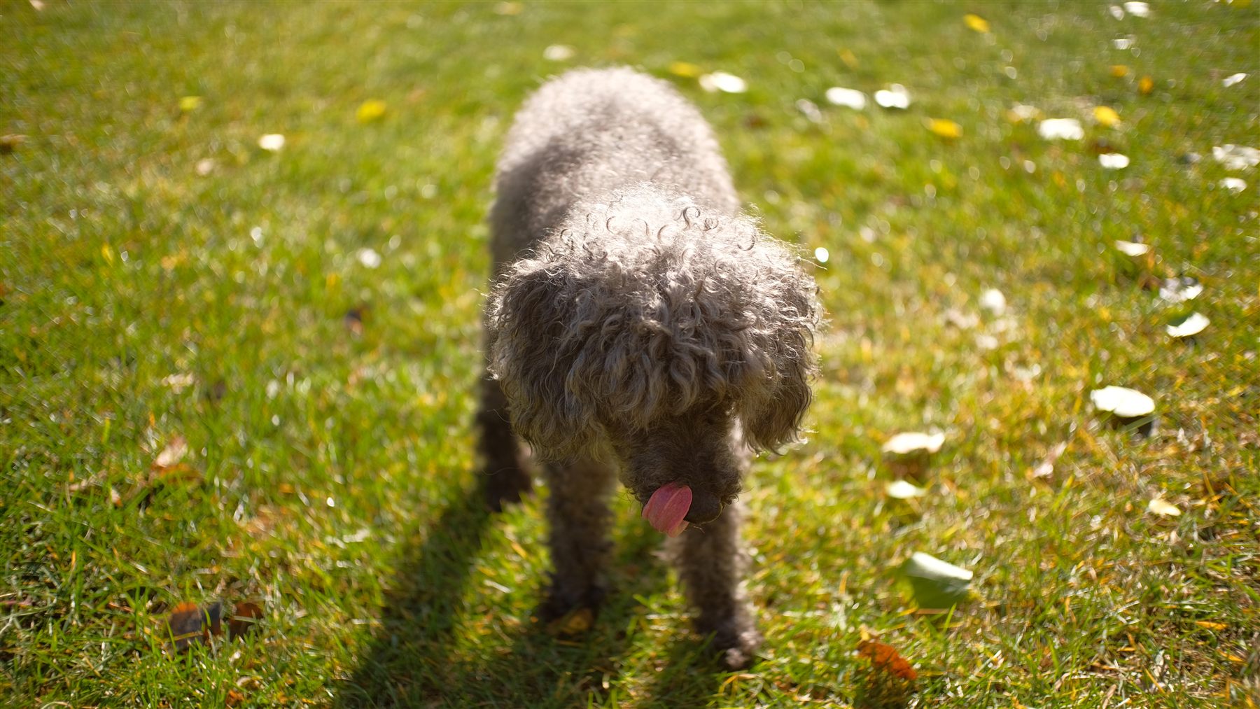 A fluffy grey dog walking across a lawn