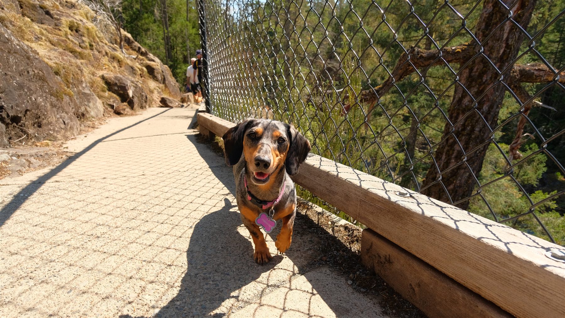 A dachshund trotting along a path