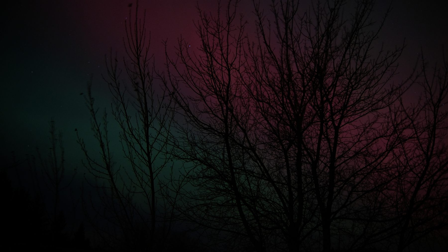 Aurora through the trees.