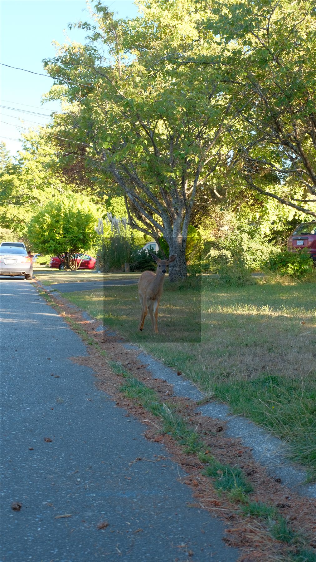 A deer walking along a tree-lined residential street