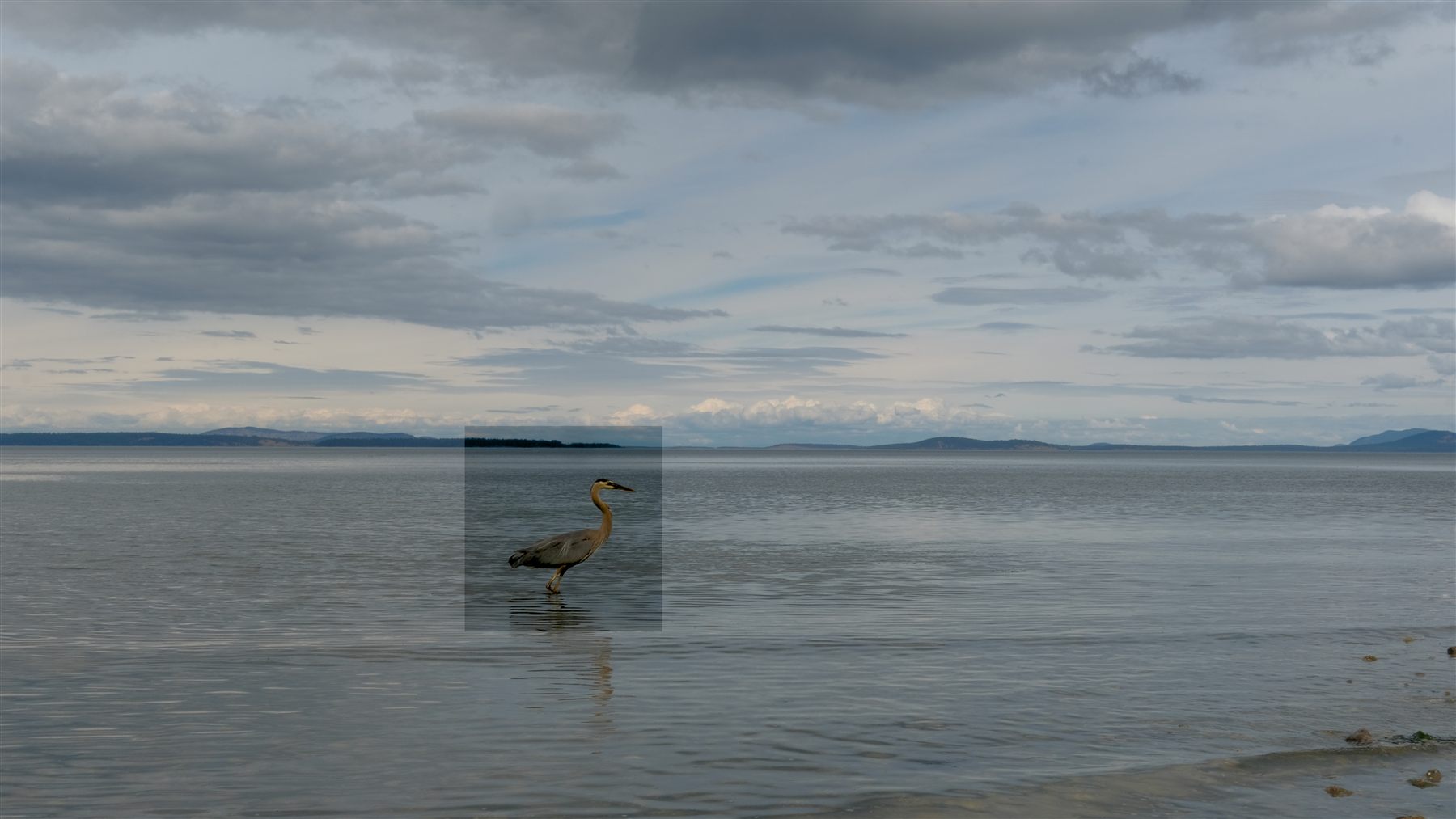 A heron wading in shallow water under a cloudy sky