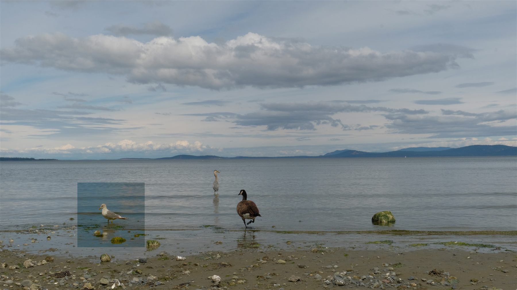 Birds on a rocky beach at low tide